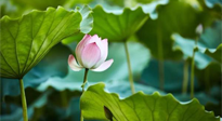 【三伏天養(yǎng)生】三伏天養(yǎng)生有六大禁忌，你知道嗎？記得分享給家人知道！